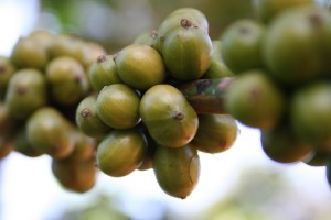 coffee_plant_bean